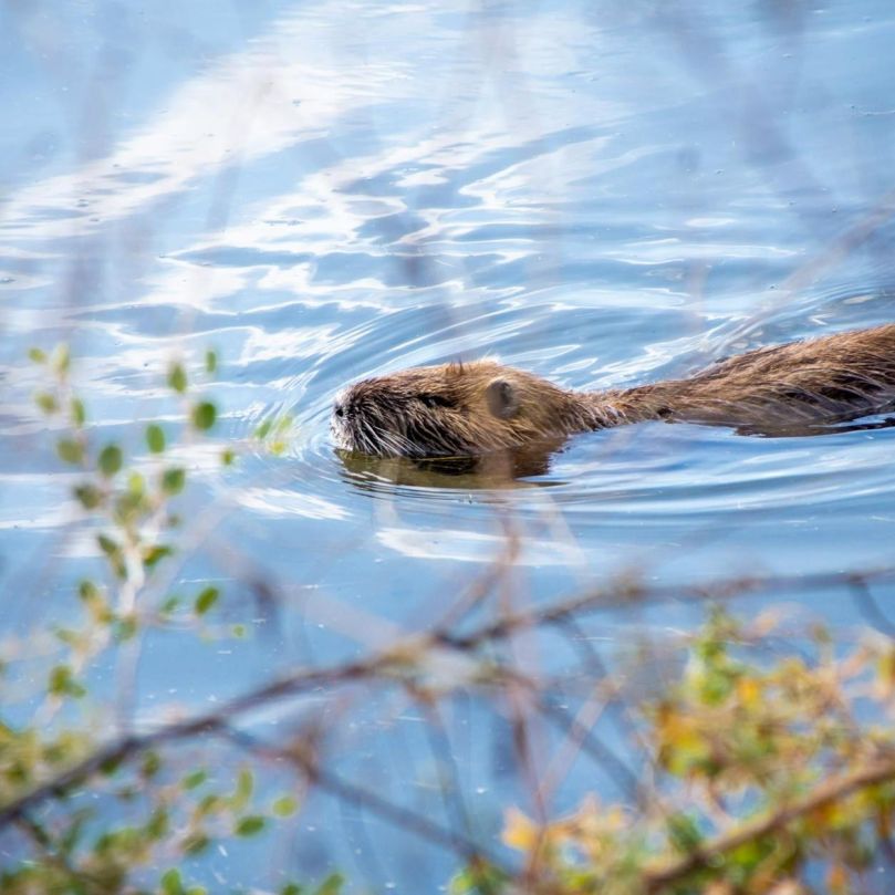 under-a-beaver-moon-in-the-boomer-pigeon-hole